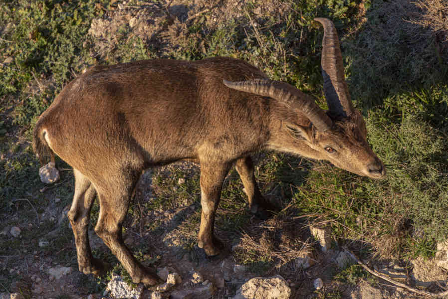Muflón - Chinchilla de Montearagón - Albacete - Castilla la Mancha - España 2 .jpg